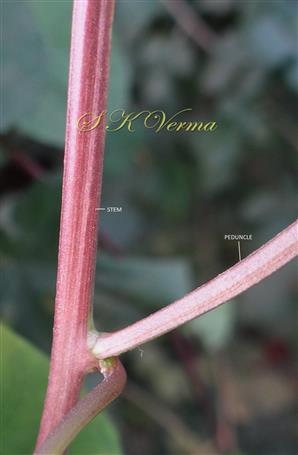 Peduncle